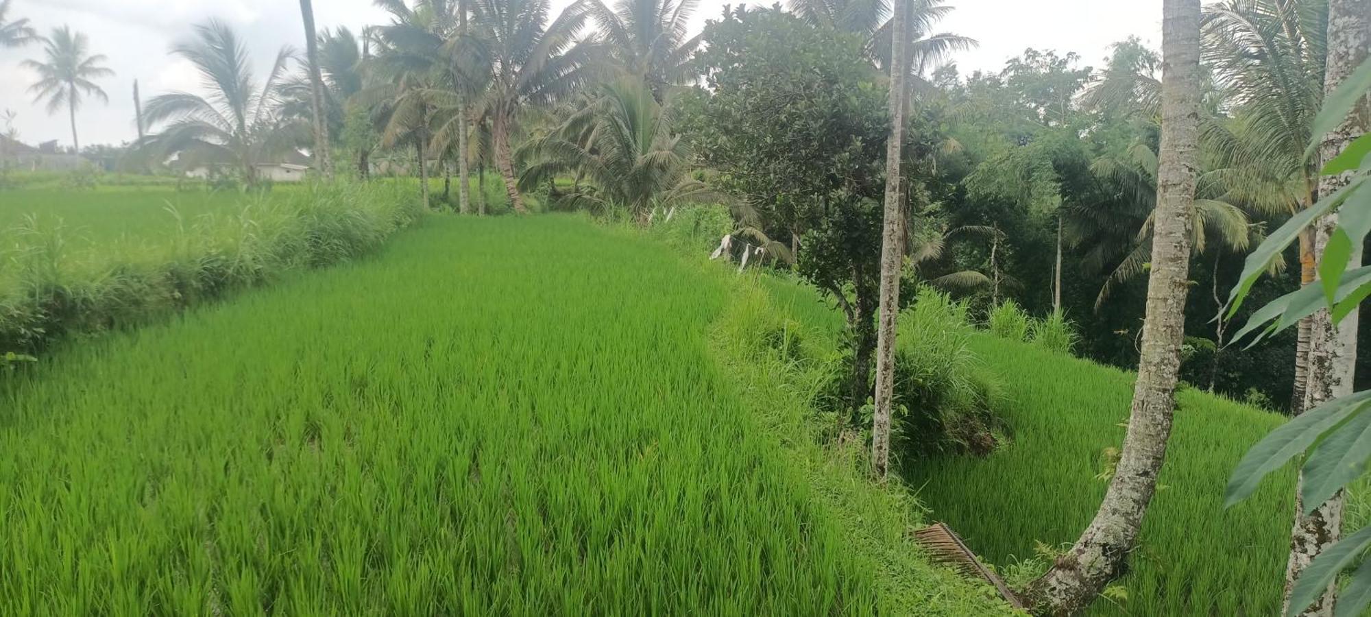 شقة Lingkung Park تيتيباتو المظهر الخارجي الصورة